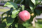 It's not dust, Francesca.  Apples produce a natural, waxy, coating to protect the fruit skin from cracking and to help keep moisture in.  It's perfectly safe to ingest.