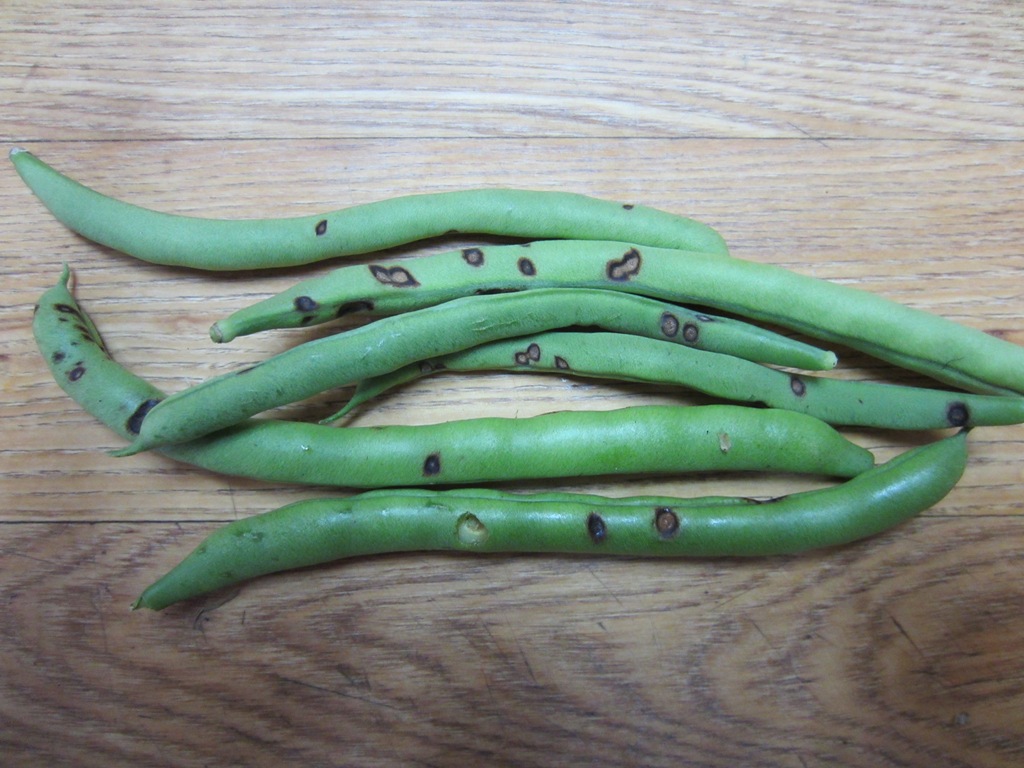 [Harvest_12Sep2011_3%255B4%255D.jpg]