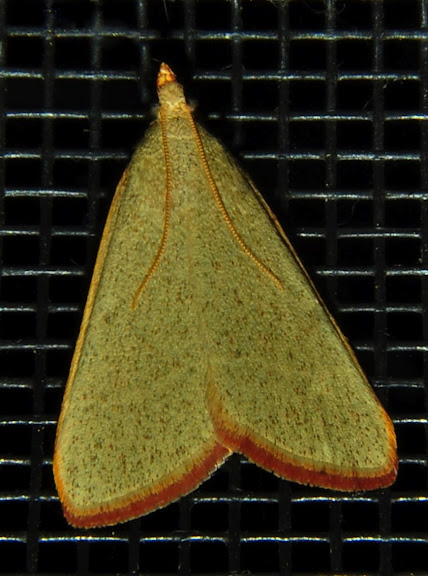 Hétérocères d'Australie - Crambidae : Pyraustinae : Osiriaca ptousalis WALKER, 1859. Umina Beach (NSW, Australie), 23 octobre 2011. Photo : Barbara Kedzierski