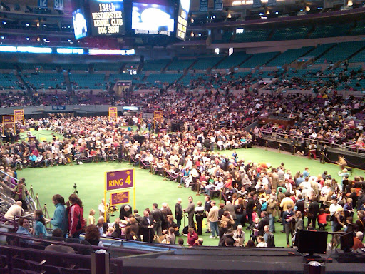 Crowds gather on the floor of Madison Square Garden, which is set up with rings for breed judging.