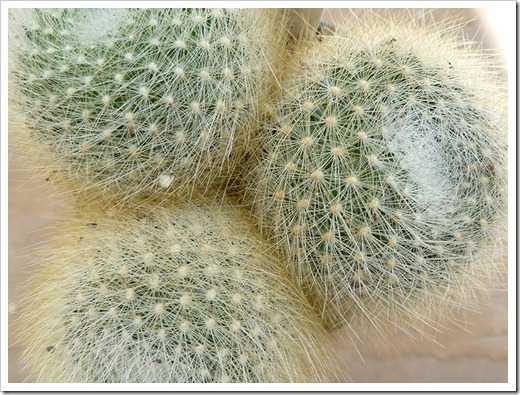 110924_Rebutia albipilosa_01