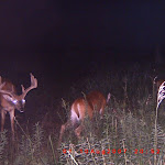 Eichelbergers 9-8-07 013.JPG