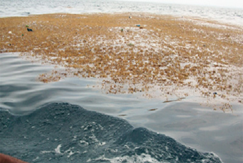 Devastating seaweed invades Sierra Leone beaches, 4 July 2011. Residents and hotel owners on Lumley Beach, west of Freetown, were startled by the appearance of the thick brown seaweed, which covered the entire beach. news.sl