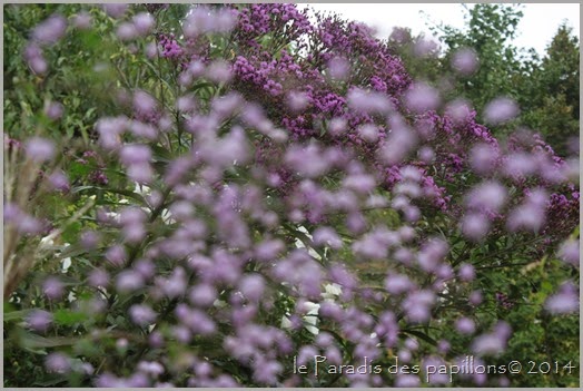 IMG_7581 IMG_7581