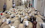 Transhumance à Montpeyroux