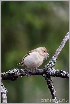 Bofink (hona) DSC_3408