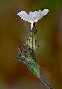 Selene Latifolia by Cherry Larcombe AFIAP DPAGB ARPS BPE3 Selene Latifolia by Cherry Larcombe AFIAP DPAGB ARPS BPE3