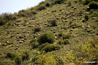 A herd of sheep on the hill side