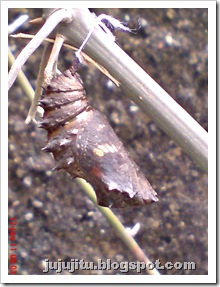 foto kepompong Common Eggfly Butterfly - Hypolimnas bolina - pupa