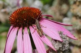 [grasshopper%255B2%255D.jpg]