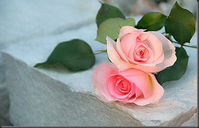 rosa-6079