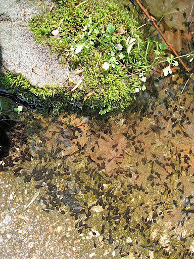 The lake and numerous water features provide an ideal environment for all sorts of creatures - this tiny pool was positively teeming with tadpoles!