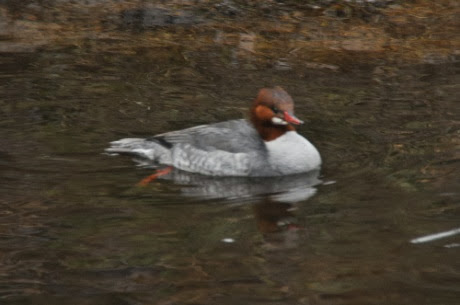 DSC_0853.jpg DSC 0853