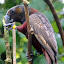 Kaka Bird Eating Some Lunch - Wellington, New Zealand