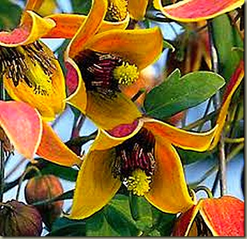 clematis tangutica 'My Angel'