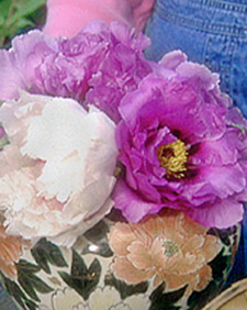 Creating table centerpieces from my gorgeous tree peonies. (OAD: 5/20/1998)