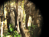 And once it got its head in, it just relaxed there... I guess trying to take all that weight off his feet! Transition to Madagascar - 044.jpg
