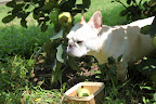 Francesca, there are tons of apples!  It looks like it's going to be another bumper crop, like last year.
