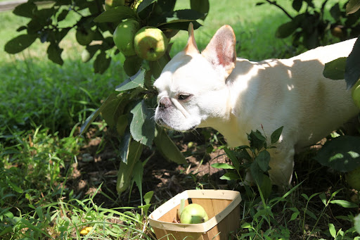 Francesca, there are tons of apples!  It looks like it's going to be another bumper crop, like last year.