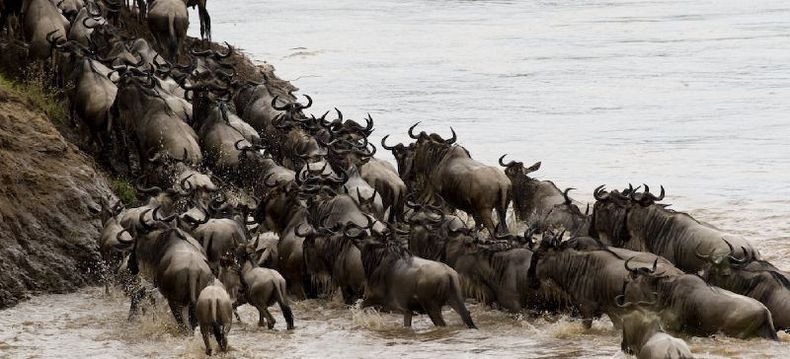 mara-river-crossing-13