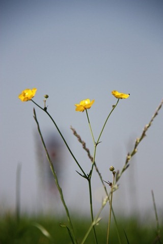 boterbloem boterbloem