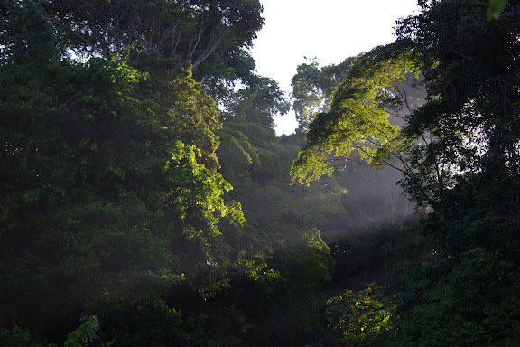 Lumières matinales. Les Carbets de Coralie (Crique Yaoni), 31 octobre 2012. Photo : J.-M. Gayman