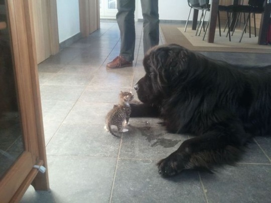 [funny-animals-cute-31%255B2%255D.jpg]