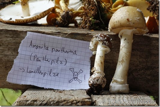 Pantherpilz Amanita pantherina