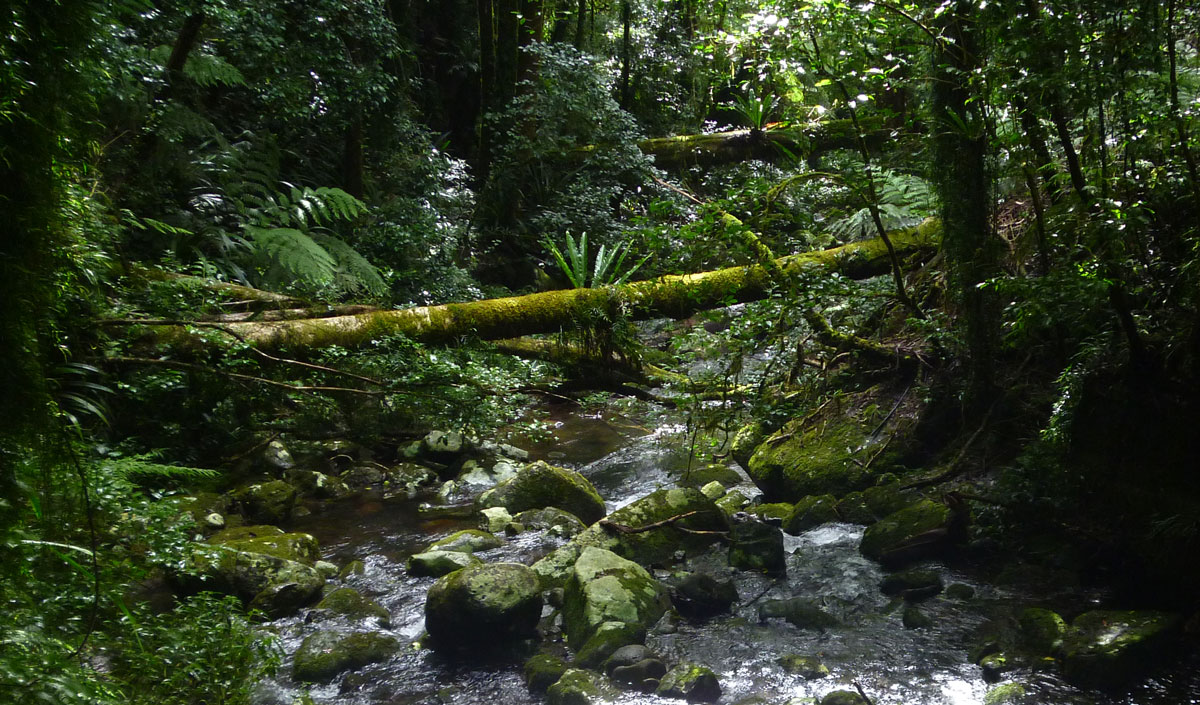 Toolona Creek and Mount Wanungra, O’Reilly’s