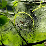 Foto21_Lyde_de_Graaf_Stippelmot_02.jpg