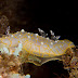 Gold Lace Nudibranch - Photo (c) DavidR.808, some rights reserved (CC BY-NC-SA)