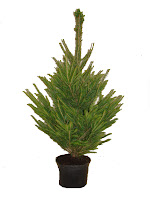 2ft potted Norway Spruce