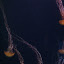 Aquarium Atlantis Dubai Aquarium Atlantis Dubai