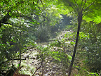 Zip-line in the rainforest canopy