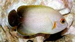 Nouvelle-Calédonie poisson-ange à écailles
