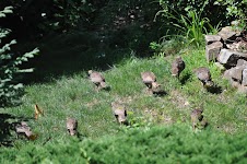 DSC_1500.JPG