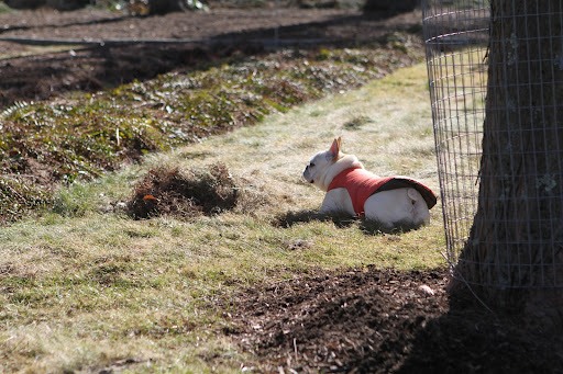 I'll just lie here and watch you work. I'm fairly sure that once the beds are clean, you guys will blanket them with a generous layer of that amazing black compost. I'll just lie here and watch you work. I'm fairly sure that once the beds are clean, you guys will blanket them with a generous layer of that amazing black compost.