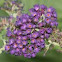 Butterfly bush