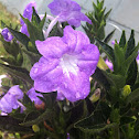 Ruellia
