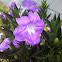 Ruellia
