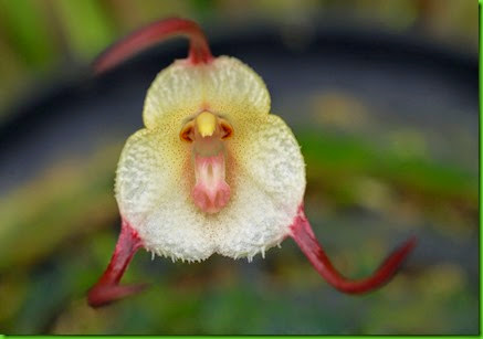 DRACULA VELUTINA DRACULA VELUTINA
