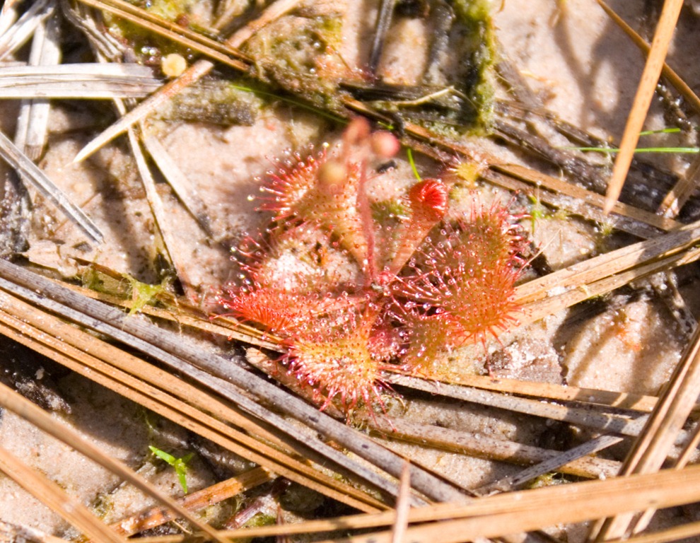 [Sundew%2520-%2520insectivore%2520Big%2520Thicket%2520NP%25204-7-12%255B3%255D.jpg]