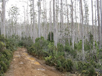 Tall timber Eucalypts Photo
