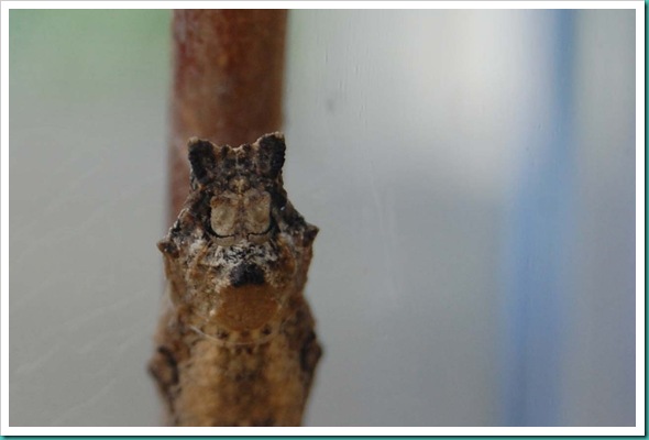 Pupae Stage Face
