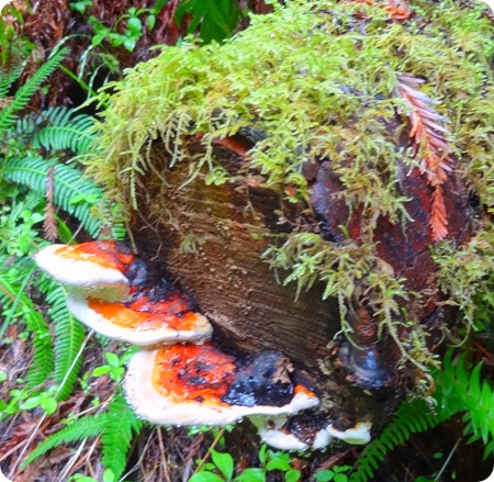 Mushrooms on limb