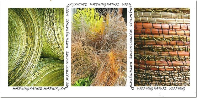 morphing nature 001 morphing nature 001