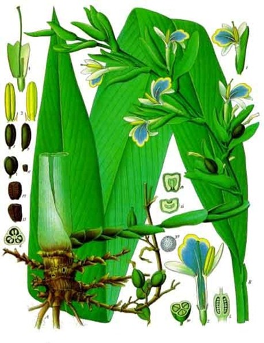 Elettaria_cardamomum_-_Köhler–s_Medizinal-Pflanzen-057 Elettaria_cardamomum_-_Köhler–s_Medizinal-Pflanzen-057