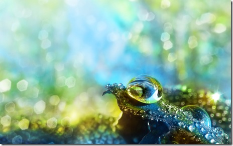 wallpaper-macro wallpaper-macro