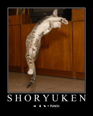 street-fighter-cat