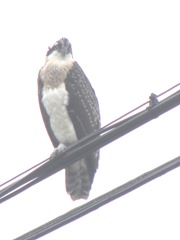 7.31.12 young osprey on wire facing ahead7